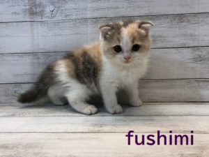 スコティッシュフォールド(折耳)