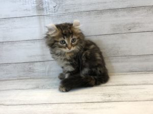 アメリカンカール