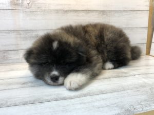 ⑨秋田犬alt=