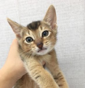 アビシニアン　