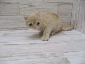 ⑯エキゾチック　