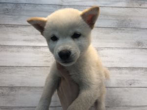 柴犬