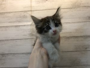 ノルウェージャンフォレストキャット