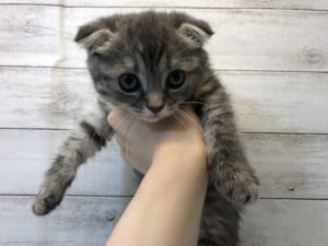 スコティッシュフォールド(耳折)　