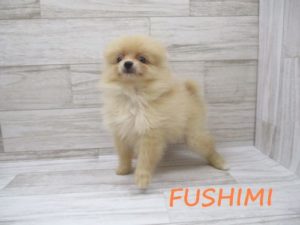 ④ポメラニアン　