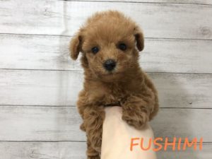 ⑫トイプードル
