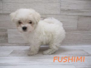 ⑩マルチーズ  ￥157,000→￥30000(税抜)　12/23迄