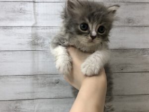 スコティッシュフォールド(立耳)
