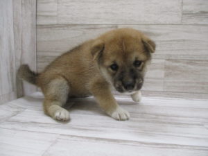 ⑪柴犬　
