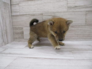 ②柴犬　