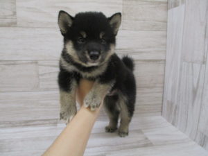 ⑦柴犬　