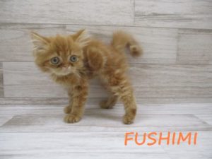 ④エキゾチック　