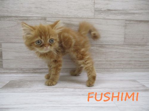 飼い主様お写真