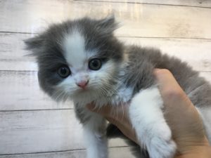 スコティッシュフォールド(折耳)
