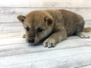 柴犬