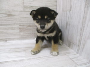 ⑪柴犬　