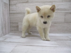 ⑦柴犬　