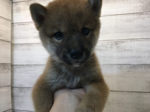 ⑮柴犬