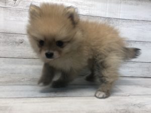 ポメラニアンalt=
