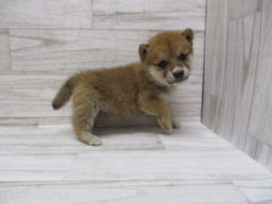 ①柴犬　