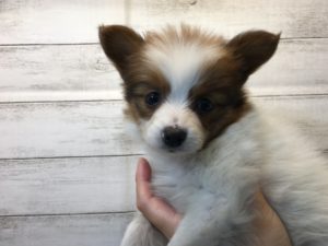 ⑳パピヨン　