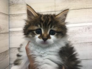 ノルウェージャンフォレストキャット