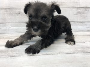 ⑤ミニチュアシュナウザー