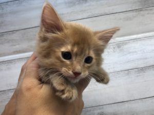 ソマリ　