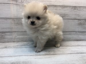 ポメラニアン