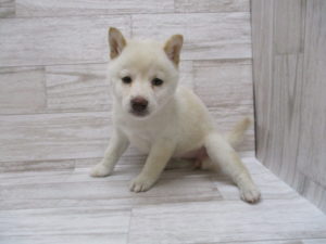 ㉗柴犬　