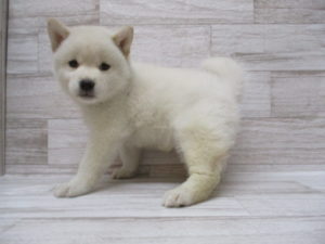 ④柴犬　