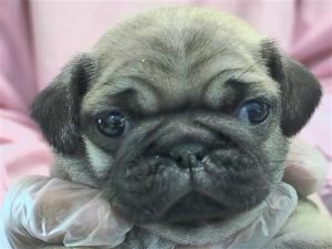 ②パグ　