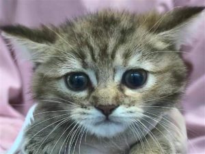 ⑥ミヌエット（足長・短毛）