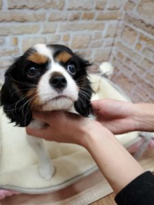 キャバリアキングチャールズスパニエル　