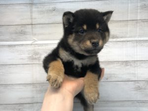 柴犬