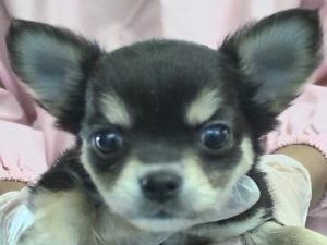 ③チワワ　