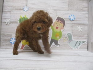 トイプードル　