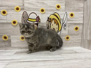 ⑥エキゾチックショートヘアー　