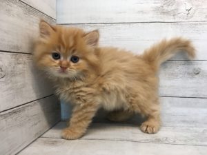 ⑦セルカークレックス(ロング）　