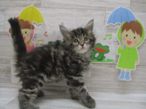 ④メインクーン　