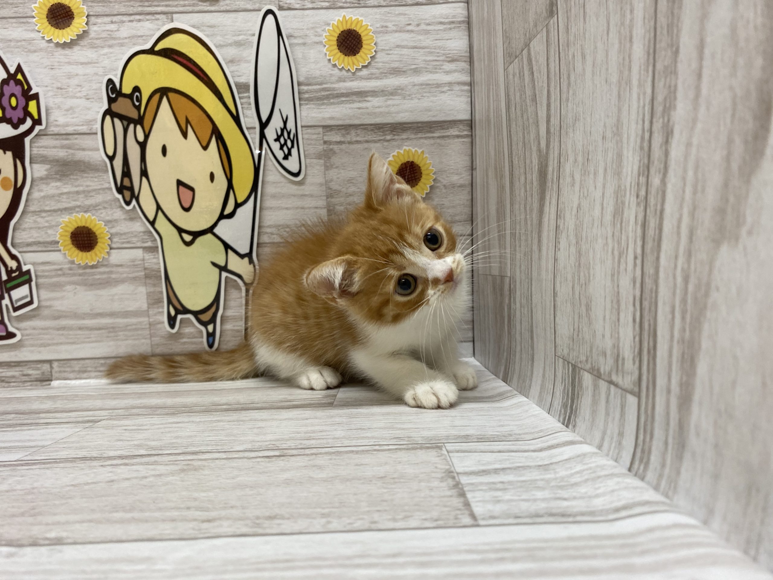 ⑤スコティッシュフォールド(立耳)