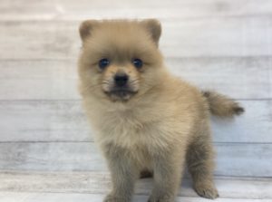 ⑭ポメラニアン