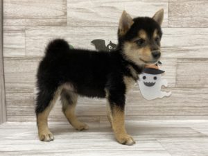 ⑪柴犬　