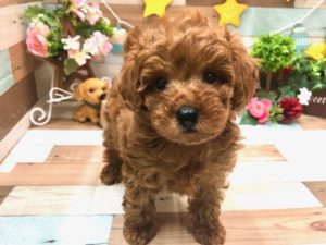 トイプードル　