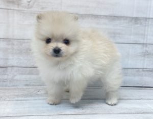 ポメラニアン