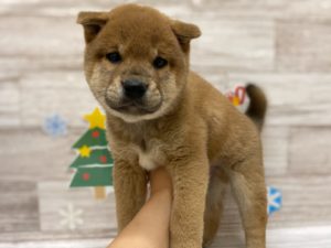 ⑩柴犬　