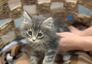 ⑫ノルウェージャンフォレストキャット　