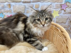 ノルウェージャンフォレストキャット　
