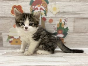⑭サイベリアン　￥217,800（税込）→4/11まで￥195,800（税込）