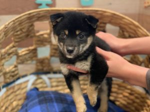 ⑦柴犬　